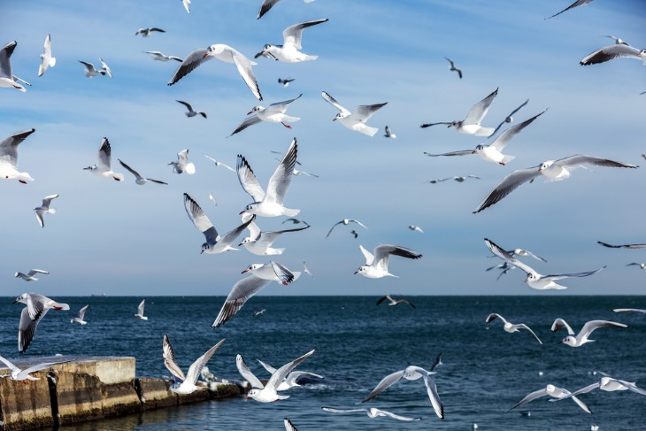 A Guide to Observing Sea Birds in Hawaii