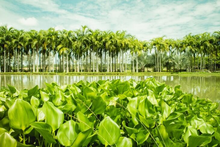 A Guide to Taro in Hawaii: From Lo’i Fields to Poi Making