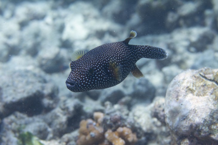 Biodiversity in Hawaii: Unique Fauna and Flora