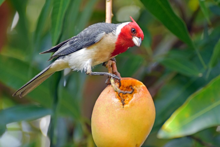 Birding in Hawaii: A Paradise for Bird Watchers