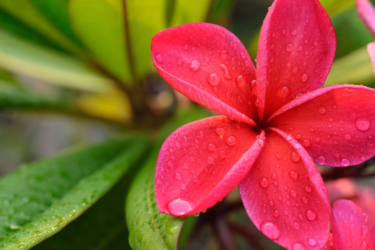 Captivating Hawaiian Flowers and Where to Find Them