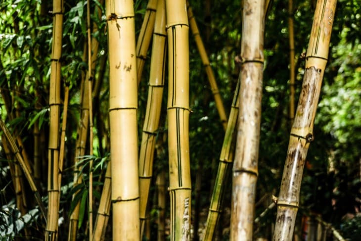 Discover Hawaii's Bamboo Forests: A Walk on the Wild Side