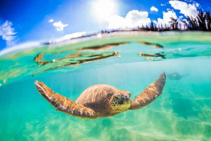 Discover Hawaii's Sea Turtles