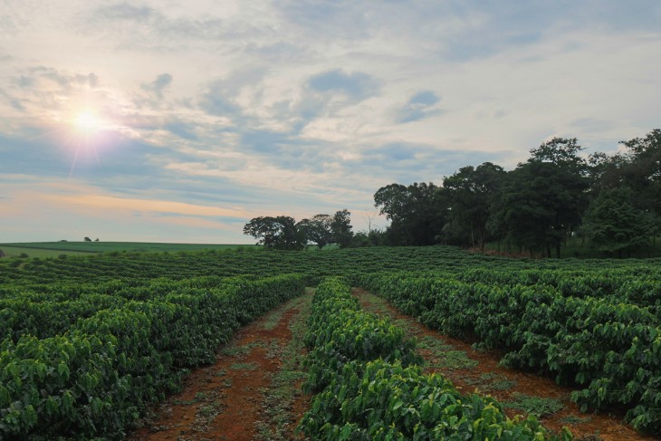 Experiencing Hawaiian Agriculture: Farm Tours and Agritourism