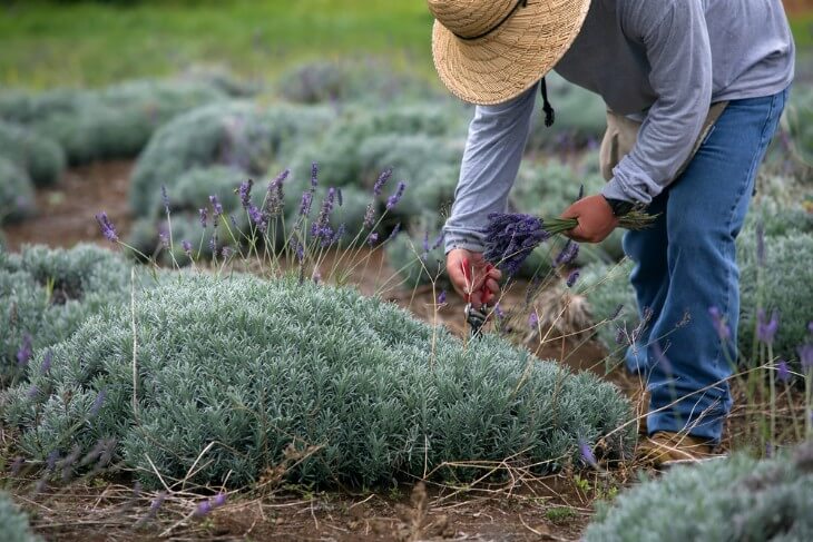 Exploring Hawaii's Lavender Farms: A Fragrant Journey