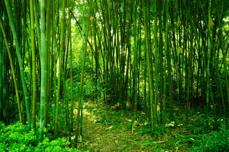 Exploring Hawaii's Bamboo Forests and Their Significance