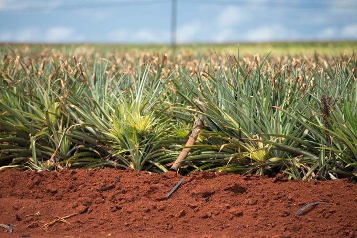 Growing Sustainable Food in Hawaii: From Farm to Fork