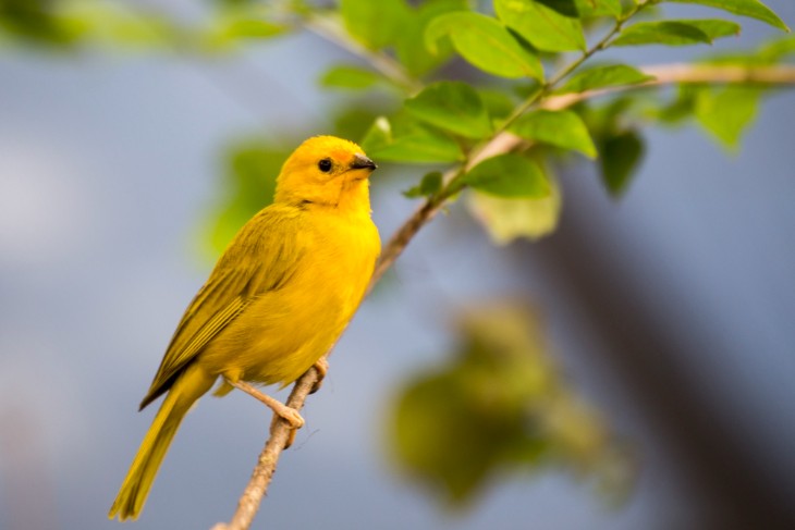 Guide to Birdwatching in Hawaii: Endemic Species and Hotspots