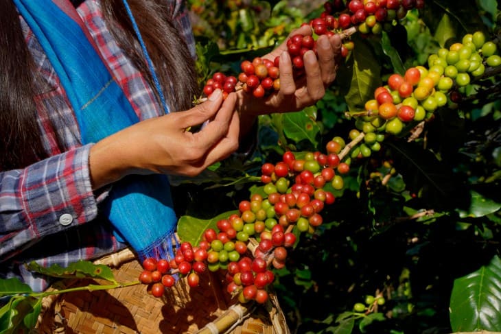 Hawaii's Agricultural Festivals: From Coffee to Taro