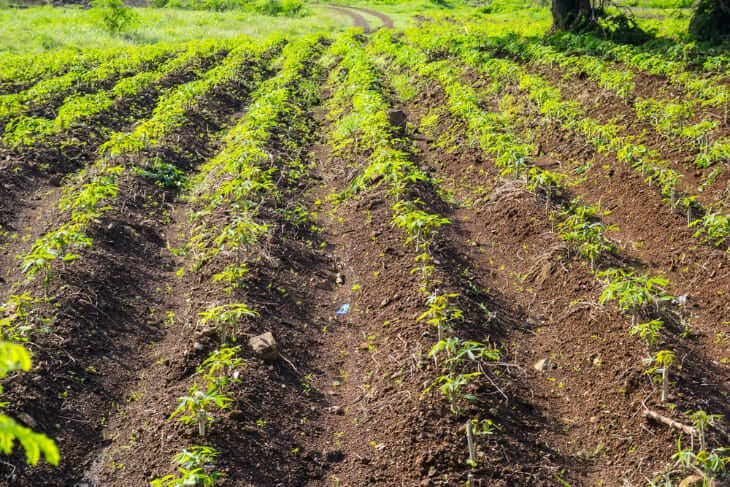 Hawaii’s Agricultural History: From Taro to Sugar