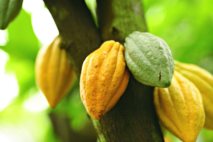 Discovering Hawaii's Chocolate Farms: From Cacao to Bar