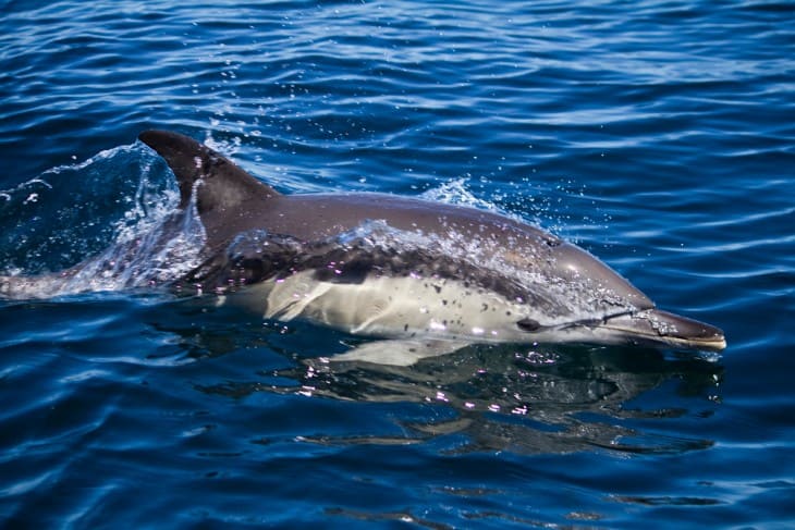 Hawaii Dolphin Watching Cruise