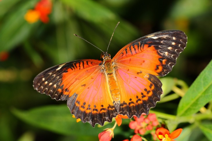 Hawaii's Monarch Butterflies: Life Cycle and Where to Spot Them