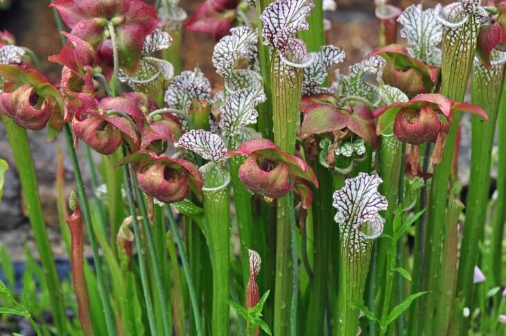 Hawaii's Unique Carnivorous Plants and Where to Find Them