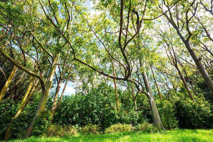 Hawaii's Native Plant Species