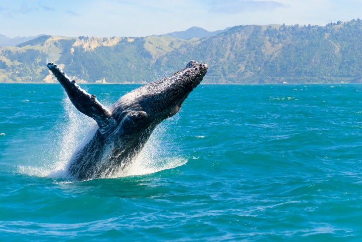 Humpback Whales in Hawaii: Their Journey and Conservation