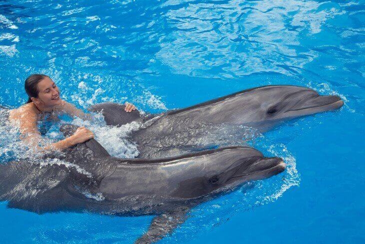 Swimming with Dolphins in Hawaii