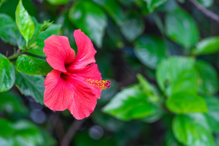 The Cultural Significance of Hibiscus in Hawaii