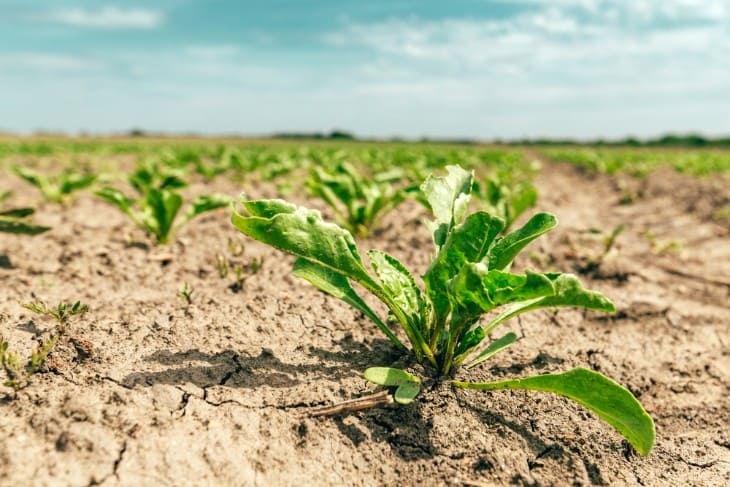 The Importance of Land Stewardship in Hawaii: Malama 'Aina