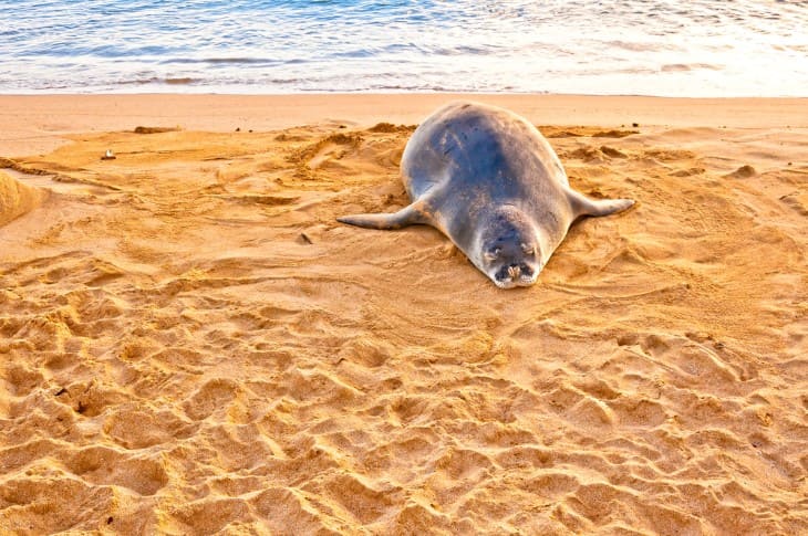 Understanding the Hawaiian Monk Seal: Life, Conservation, and Where to See Them