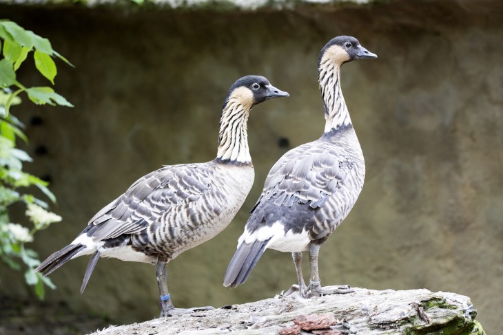 Understanding the Significance of the Nene: Hawaii's State Bird