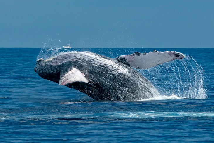 Whale Watching in Hawaii