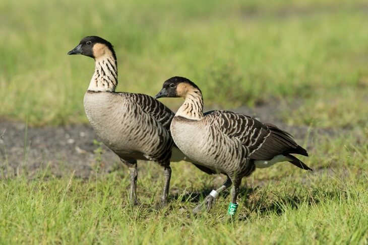 What Animals Are Native to Hawaii?