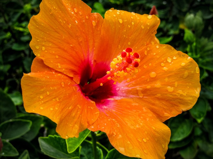 What is the Hawaii State Flower?