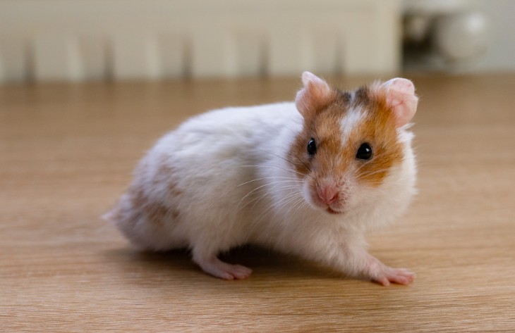 Why are Hamsters Illegal in Hawaii?