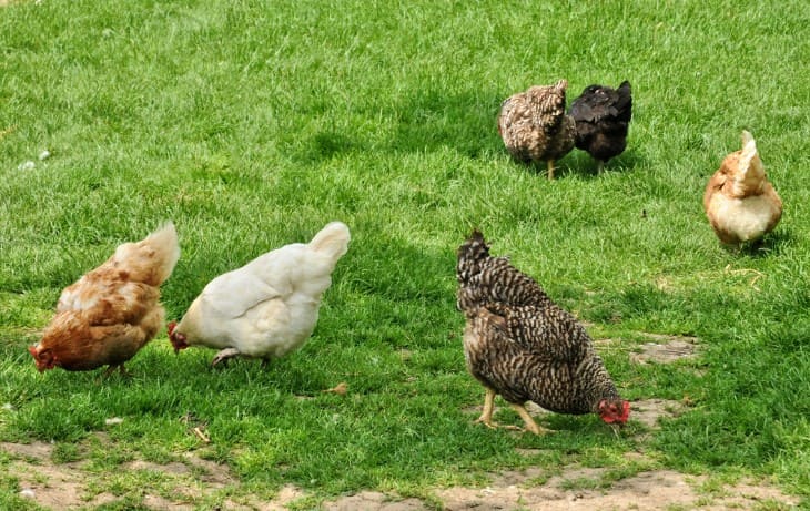 Why are There so Many Chickens in Hawaii?