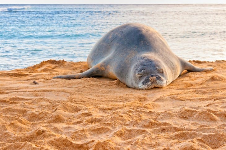 Why is the Monk Seal Important to Hawaii?