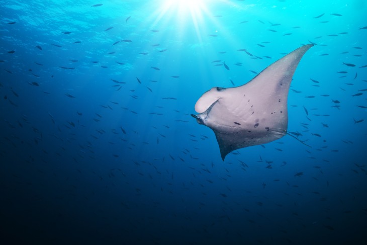 Witnessing the Spectacular Manta Ray Night Dive in Hawaii